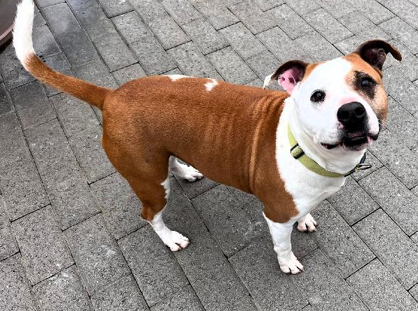 MAYA BELLISSIMA AMSTAFF Foto 7